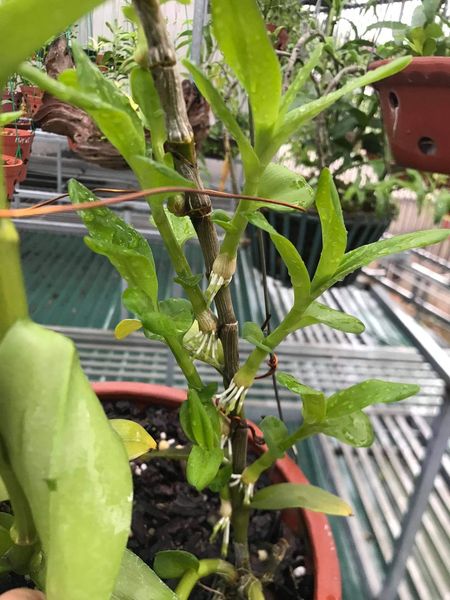 Hoa lan phi điệp - cửu long cao phong(cao 15cm,thuần chậu)