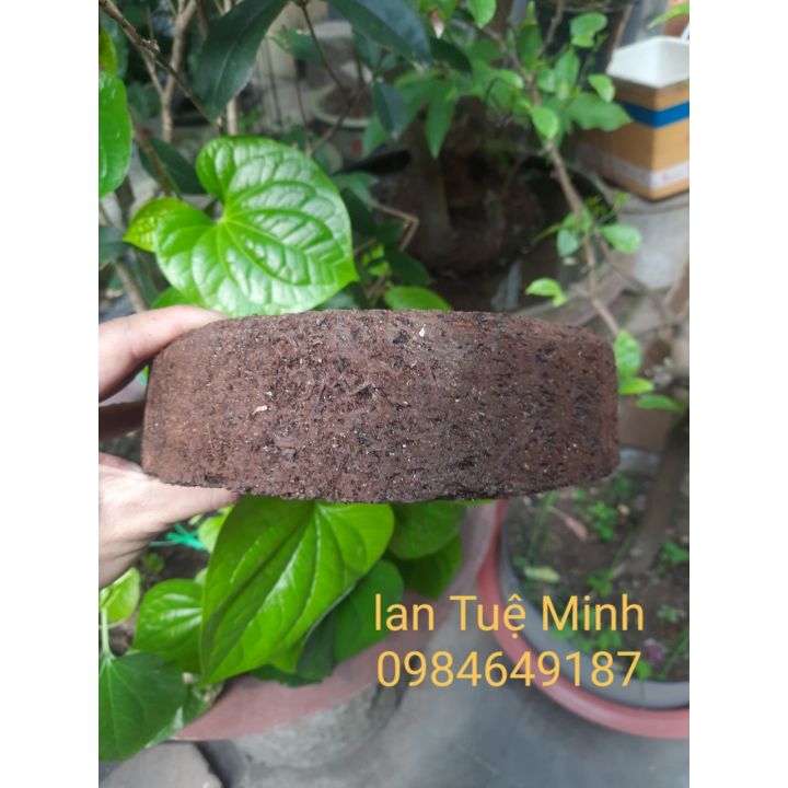 Dớn đĩa tròn trồng lan đường kính 20cm