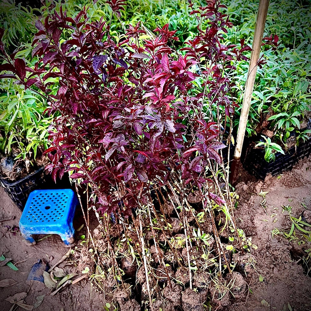 Cây mận đỏ úc lá đỏ quả đỏ - mận tím cao 70-80cm (Ảnh thật số 2).