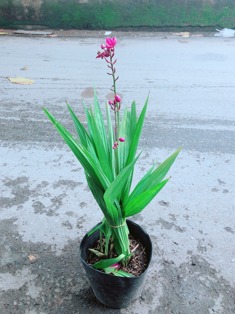 Lan Đất Có Hoa Màu Tím