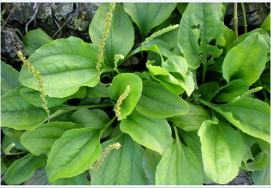 Combo of 3 Packs of Ma Di Seeds (Ma Di Xa Money Tree Seeds)