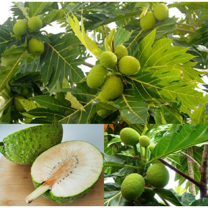 Cây giống Sa Kê - Artocarpus Altilis