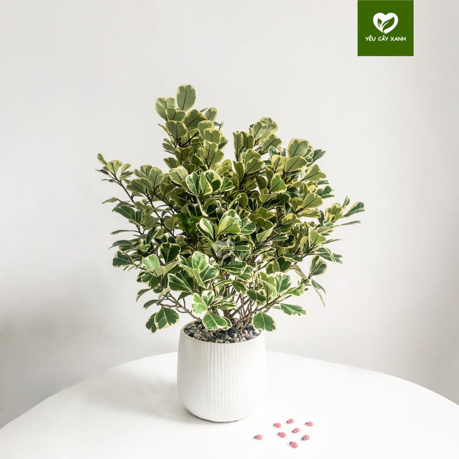 CHỈ GIAO HỎA TỐC HCM - Cây Đa Tam Phúc để bàn ( cây si thái cẩm thạch )