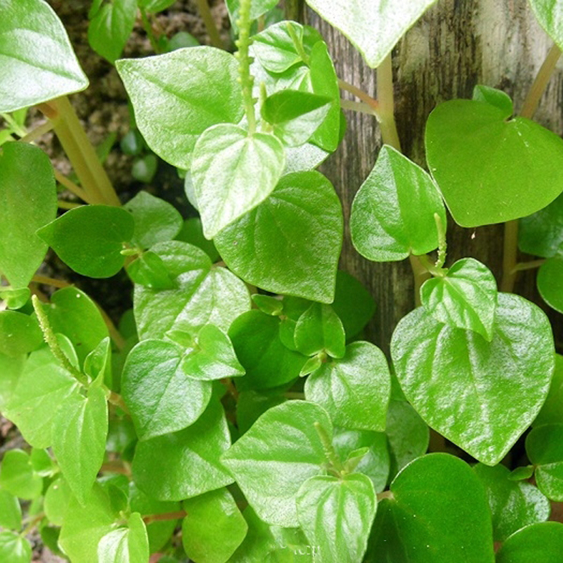 Hạt giống Rau càng cua gói 1gr