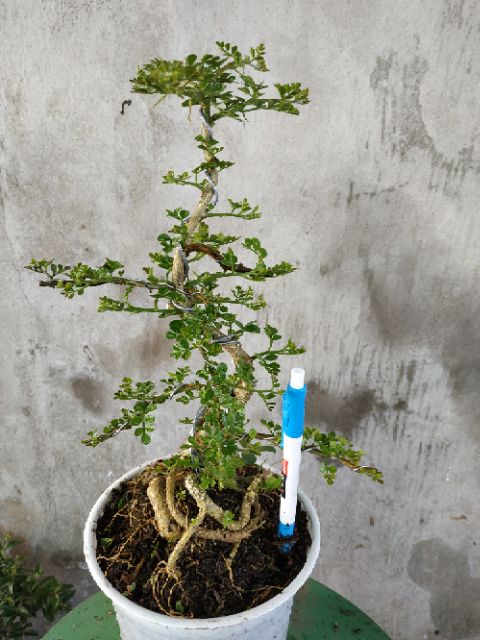 Cây giống Cần Thăng Bonsai mini - Trang Flower
