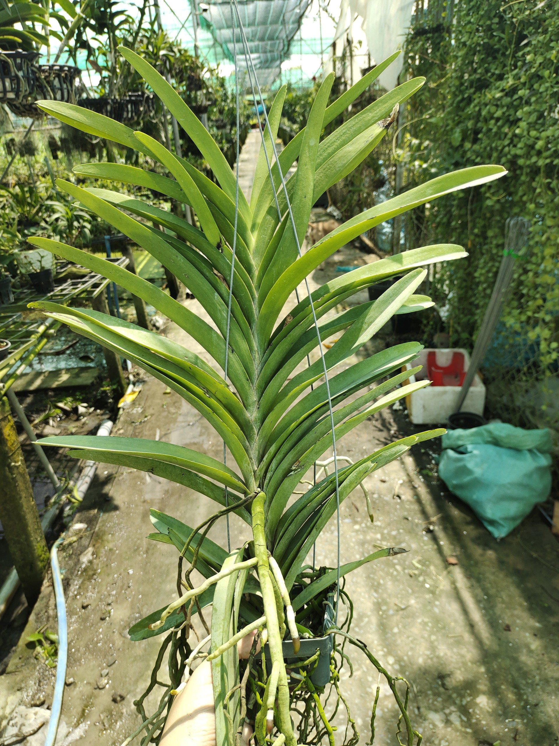 Lan Vanda hàng lá cây trưởng thành