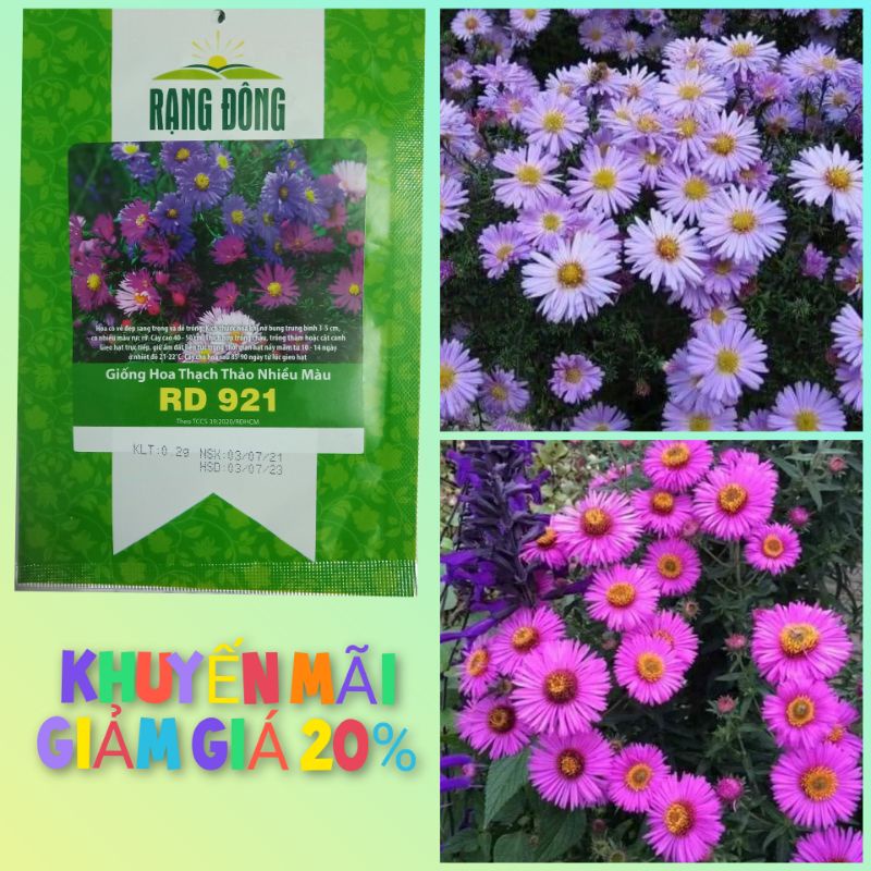 HẠT GIỐNG HOA THẠCH THẢO MIX MÀU RẠNG ĐÔNG