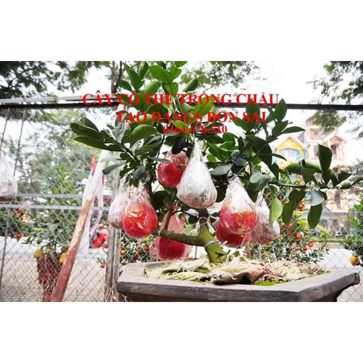 sản phẩm Bưởi đỏ Thái Lan