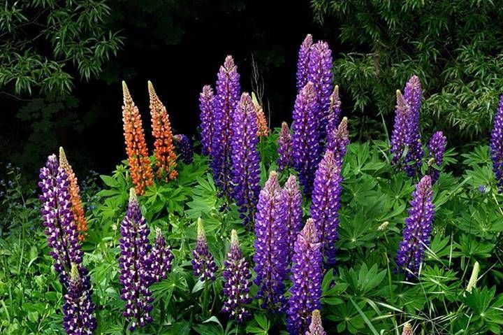 [Gói 100 Hạt] Hạt Giống Hoa Đậu Lupin