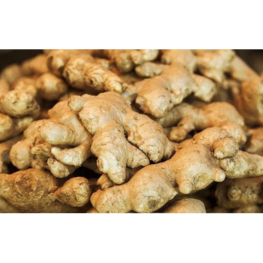 Gừng gió (củ tươi) - 1kg (vườn ươm eakamart)