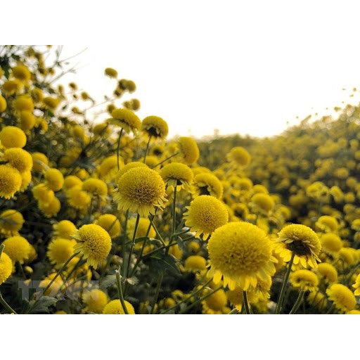 Gói 0.2GR hạt giống hoa Cúc Mini Vàng Gold