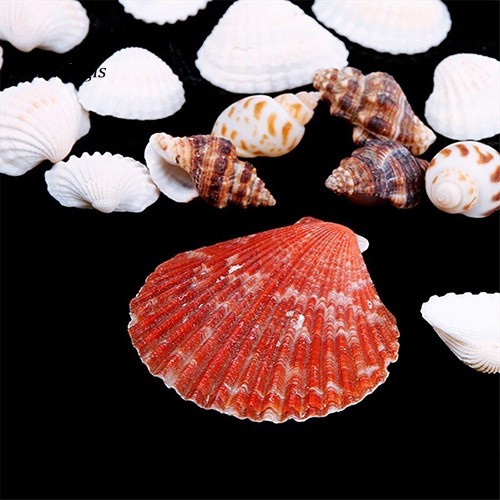 Vỏ ốc biển vỏ sò trang trí hồ cá decor đẹp mắt