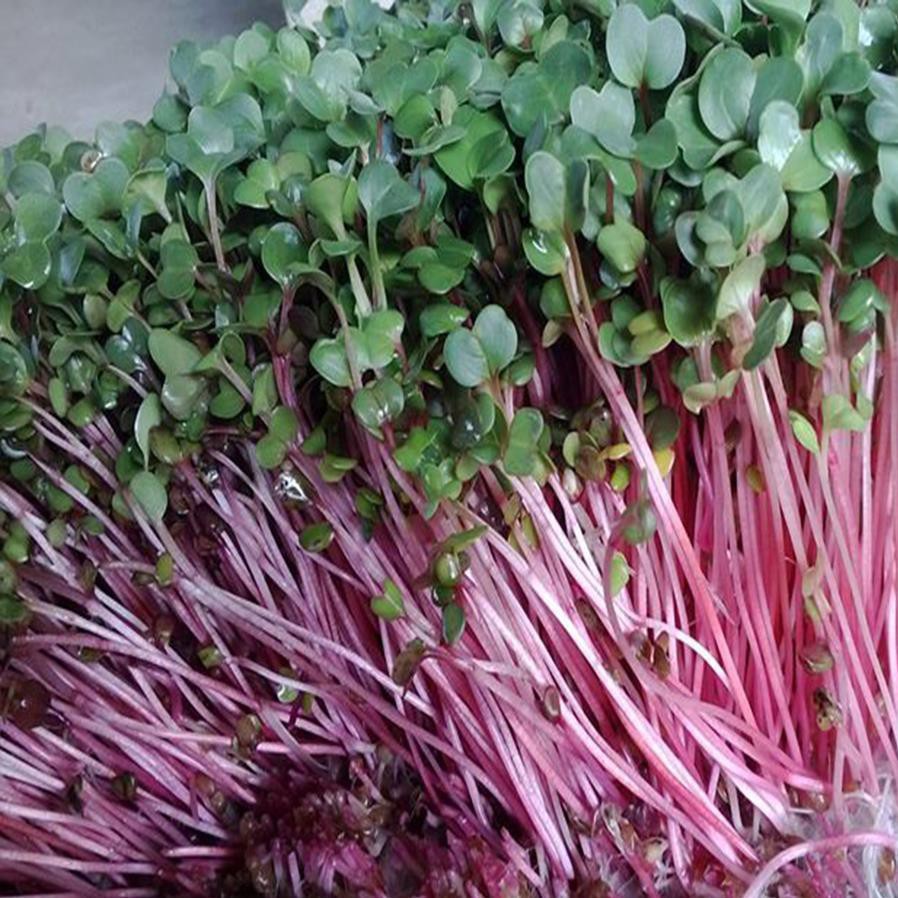 Hạt giống Rau mầm củ cải đỏ - 50g