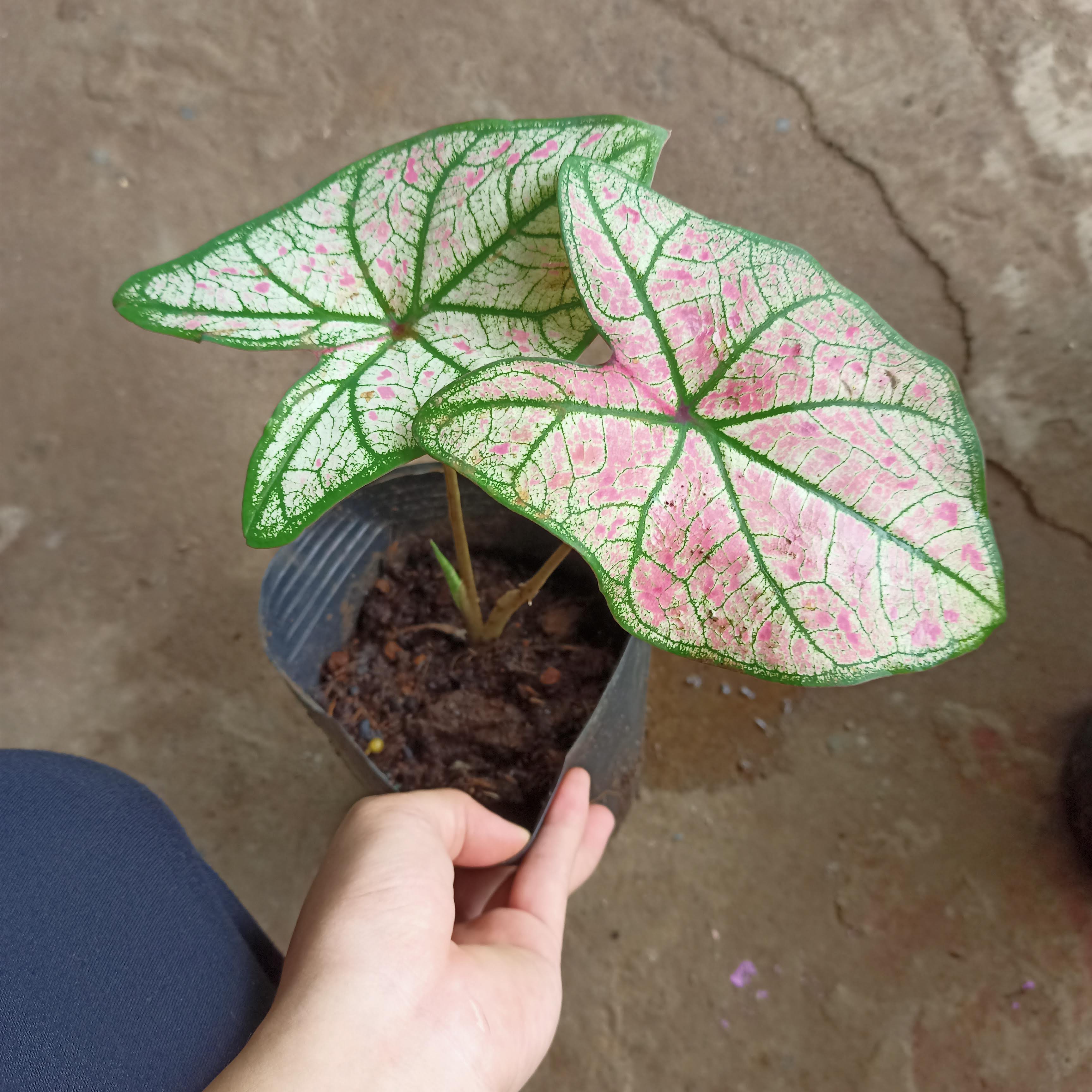 Chậu cây môn dâu lá to- Strawberry Star Caladium