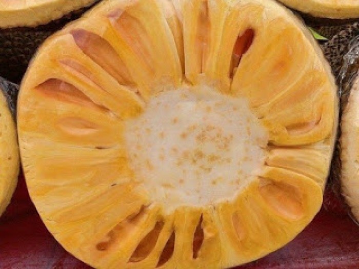 Giống cây mít không hạt - C005
