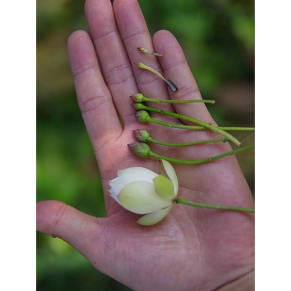 Củ sen giống MiNi Nhật siêu nụ( Cung đình hồng, trắng kép,vàng chanh)