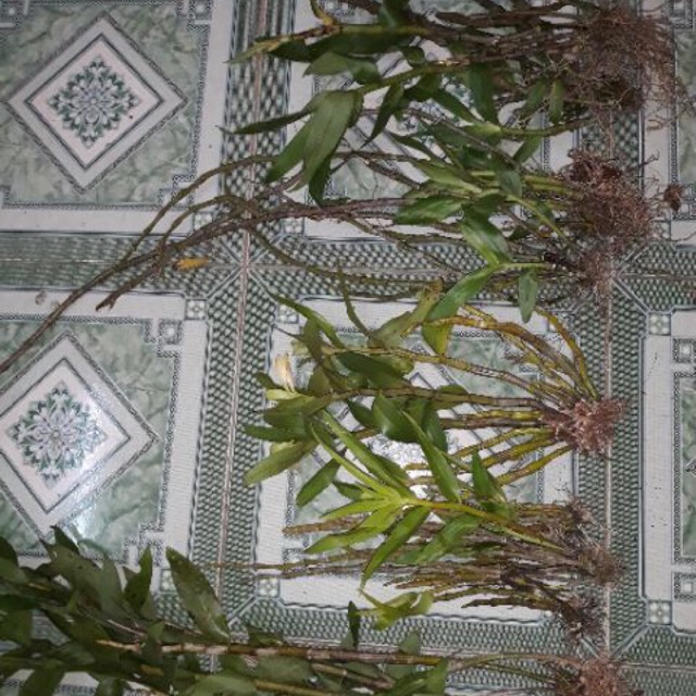 Combo 5 loại lan rừng