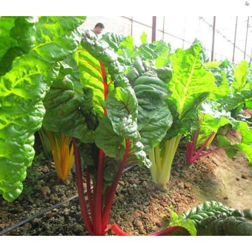 HẠT GIỐNG CẢI CẦU VỒNG - GÓI 5 GRAM