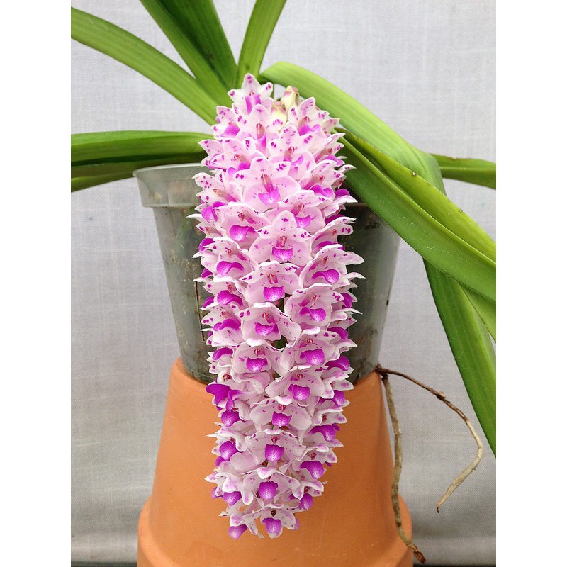[Chuẩn Giống F1] LAN ĐUÔI CHỒN - Hàng chuẩn Rừng - Hoa siêu đẹp