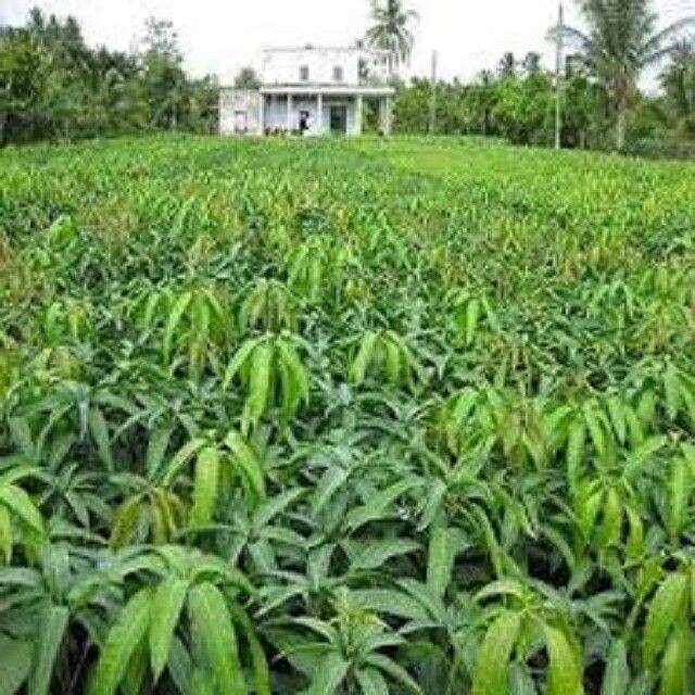 CÂY GIỐNG XOÀI KEO (CAMBUCHIA) (chuẩn giống chất)