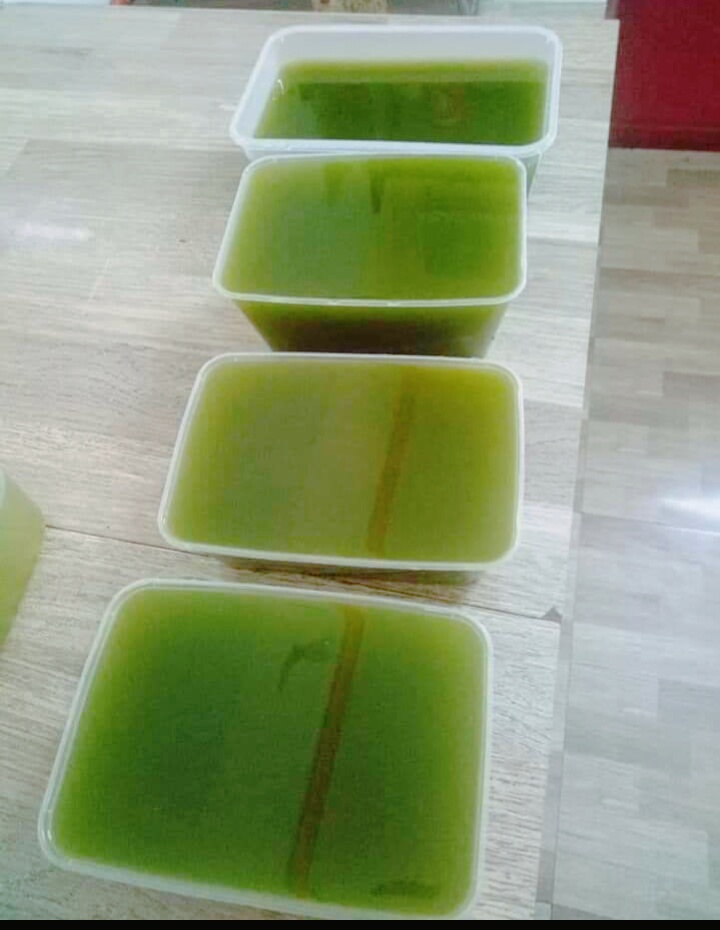 3 gói lá sương sâm lông khô + nang mực