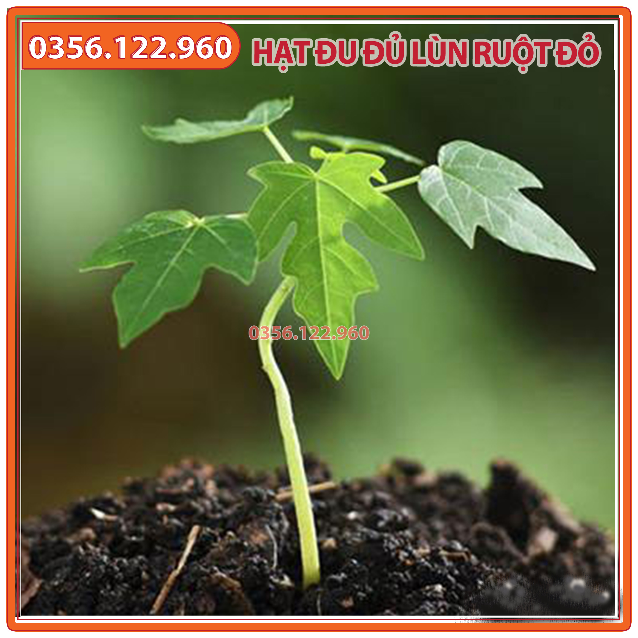 Hạt giống đu đủ vàng Thái Lan cao sản