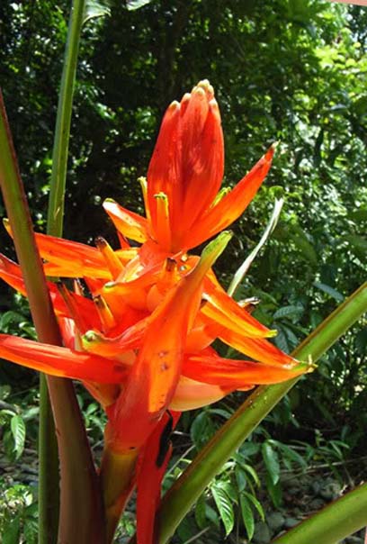 CÂY CHUỐI RỪNG HOA LẠ ĐẸP CÂY LÀM CẢNH