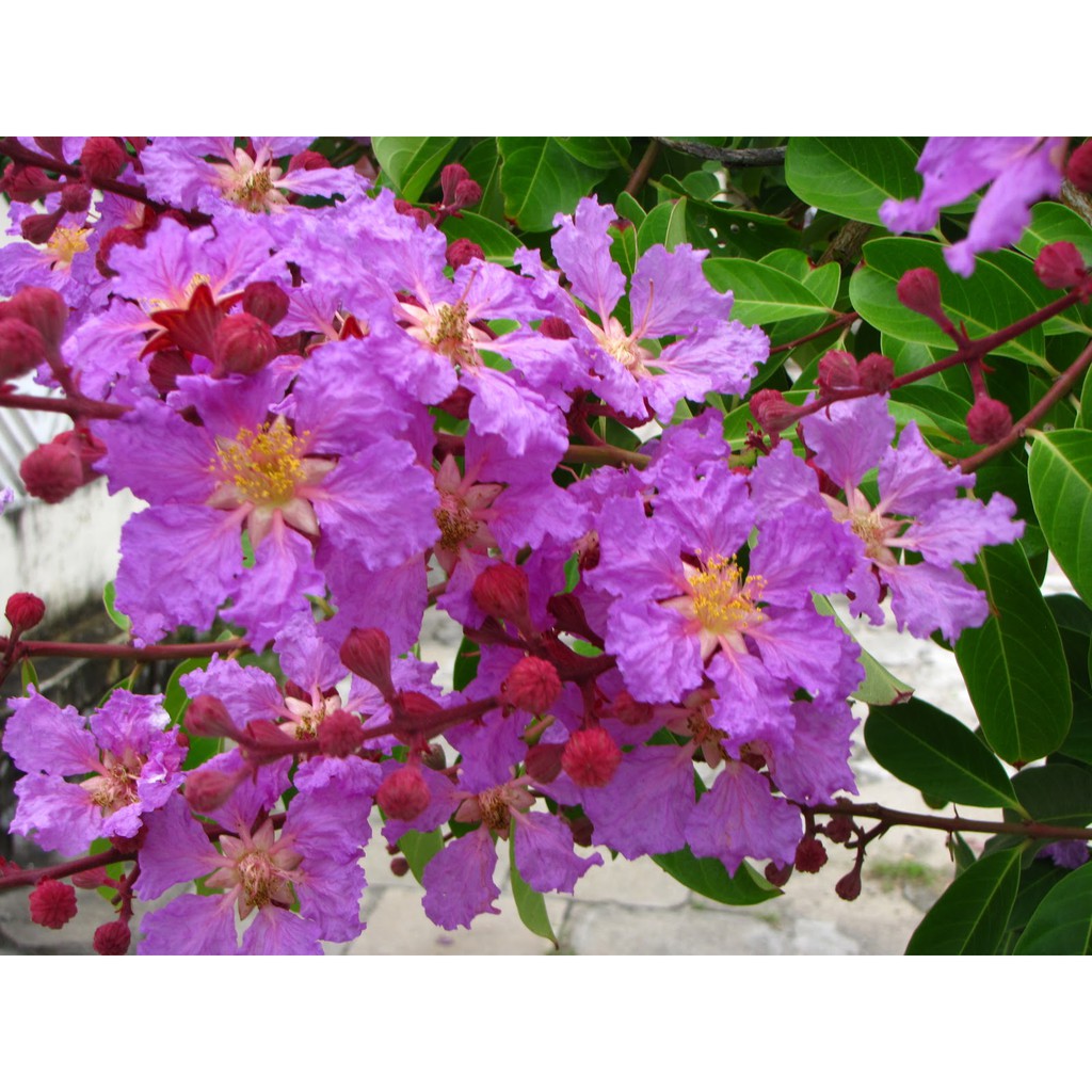 Hạt Giống Hoa Bằng Lăng Tím - Gói 30 Hạt -