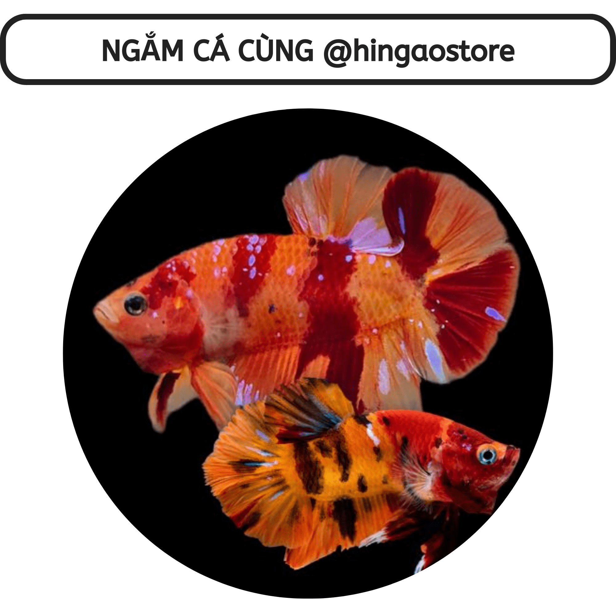 Dung dịch Super One dưỡng cá - ship cá | Hingaostore.