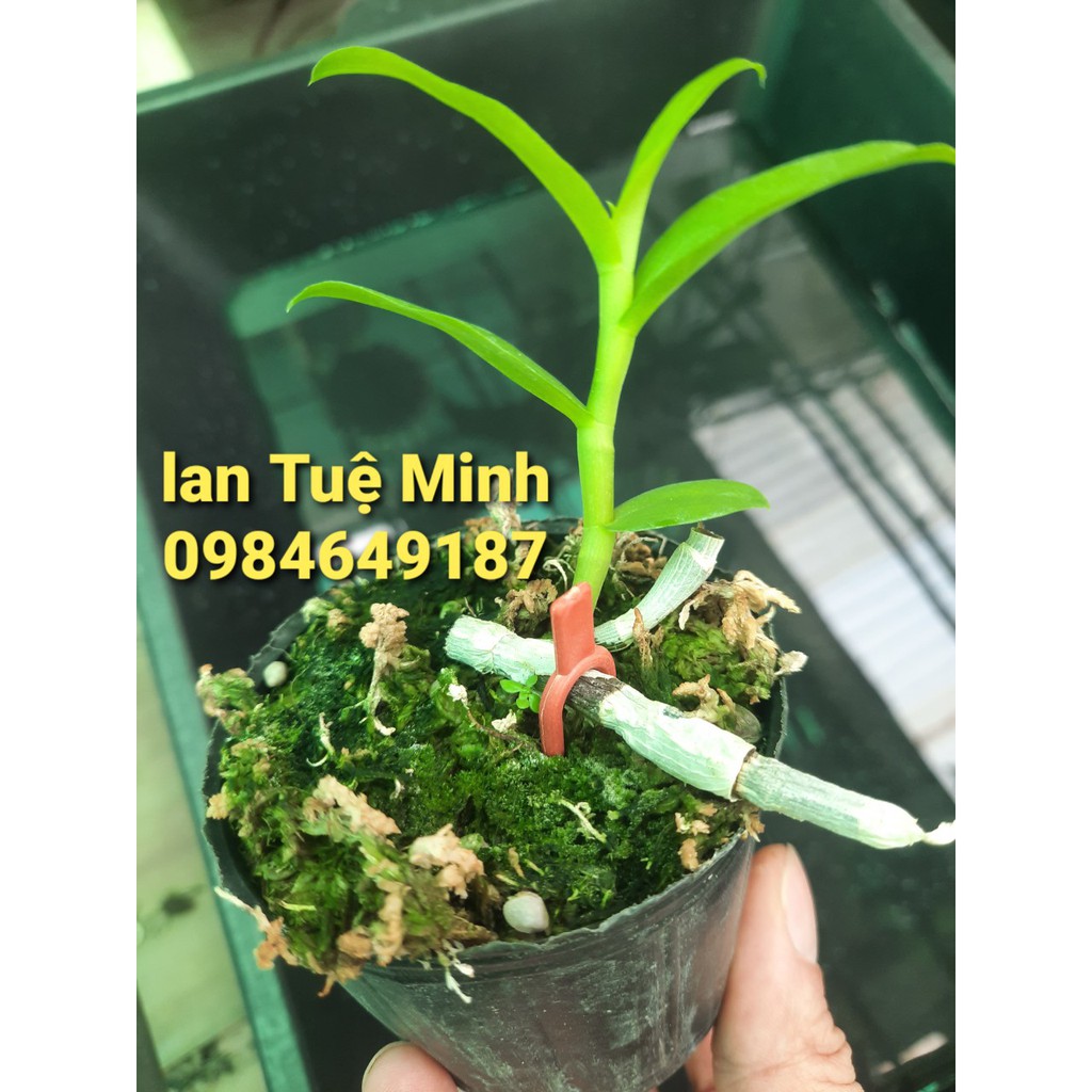 10 Kẹp cố định kie phong lan