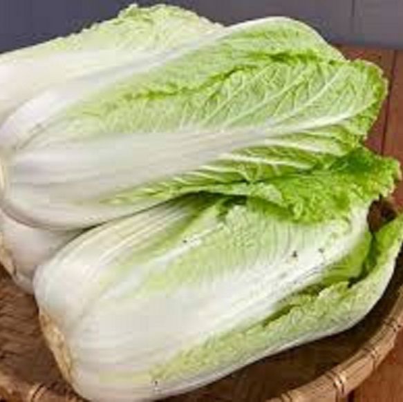 Hạt giống bắp cải thảo trắng -gói 0.2gram