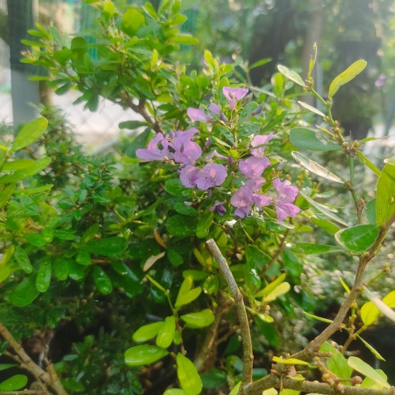 Cây hoa Linh sam siêu hoa lá lớn,cây phong thủy