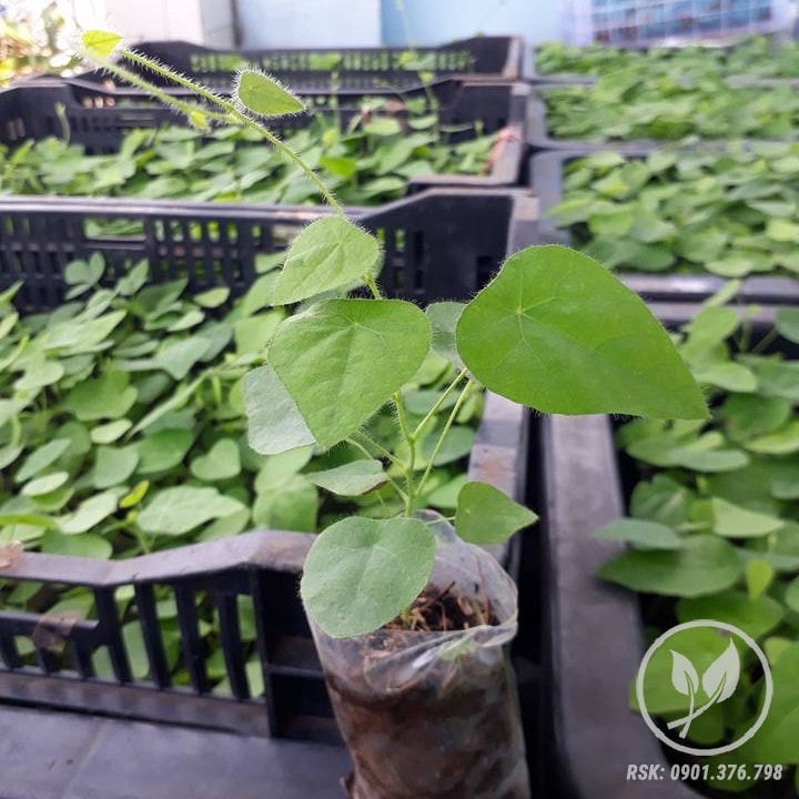 Hạt giống lá sương sâm lông 30 hạt (lá làm thạch mát)