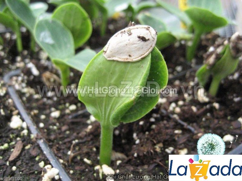 1Gr Hạt Giống Bí Đỏ Ngon Anh Quốc (A1.302| C38A*W44*M021)