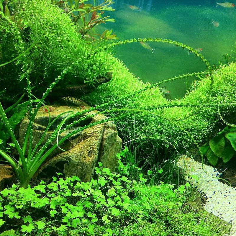 [3 packs] - Aquarium Grass Seeds