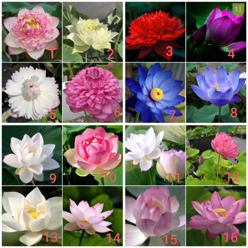 Hạt sen đủ màu như hình
