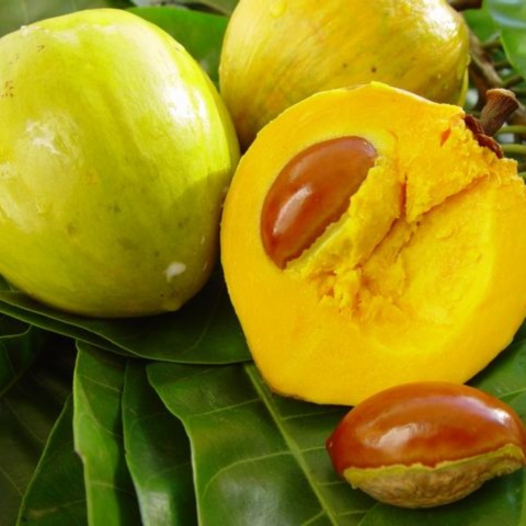 CÂY GIỐNG LÊKIMA ( CÂY TRỨNG GÀ )