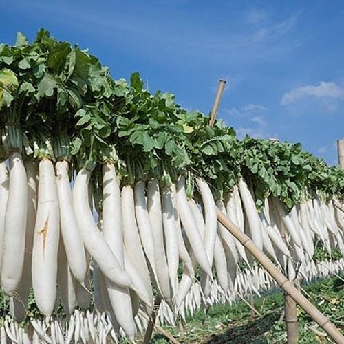 Hạt Giống Củ Cải Trắng F1. Túi 50 Gram  - Năng Xuất Cao - Dễ Trồng - Nhiều Bổ Dưỡng.