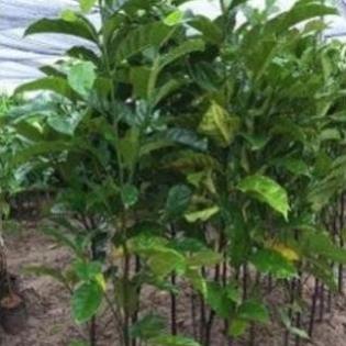 Cây chay, cây chay giống, cây đẹp, giống chuẩn