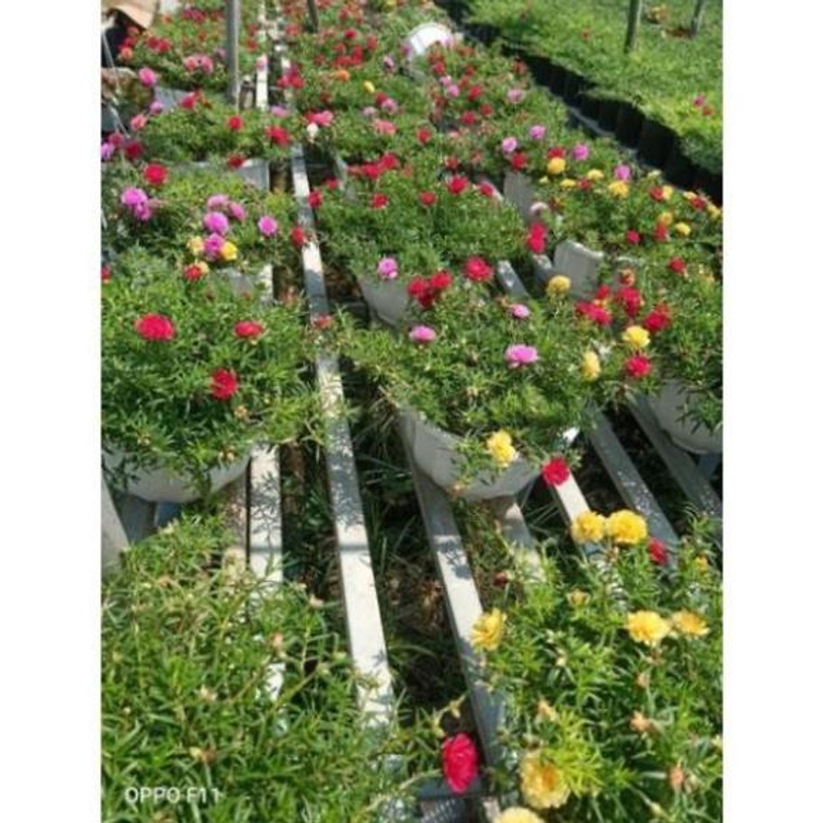 Xả hàng tại vườn----- Chậu mười giờ nhiều màu , cây đẹp, giống chuẩn