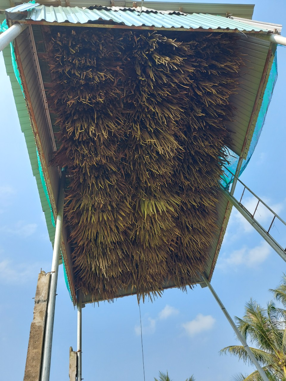 Phân Dơi Cầu Kè (Trà Vinh) nguyên chất 100%