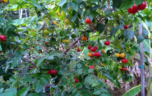 Cherry Surinam (Cherry Khía) - Cây Ăn Quả Giống