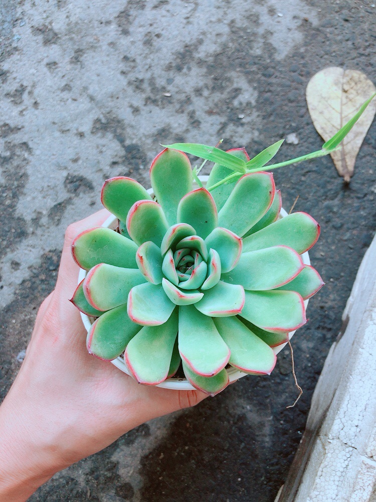 Chậu Sen Đá Viền Hồng
