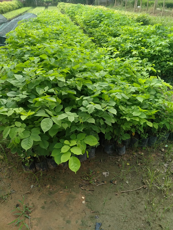 Combo 7 cây giáng hương
