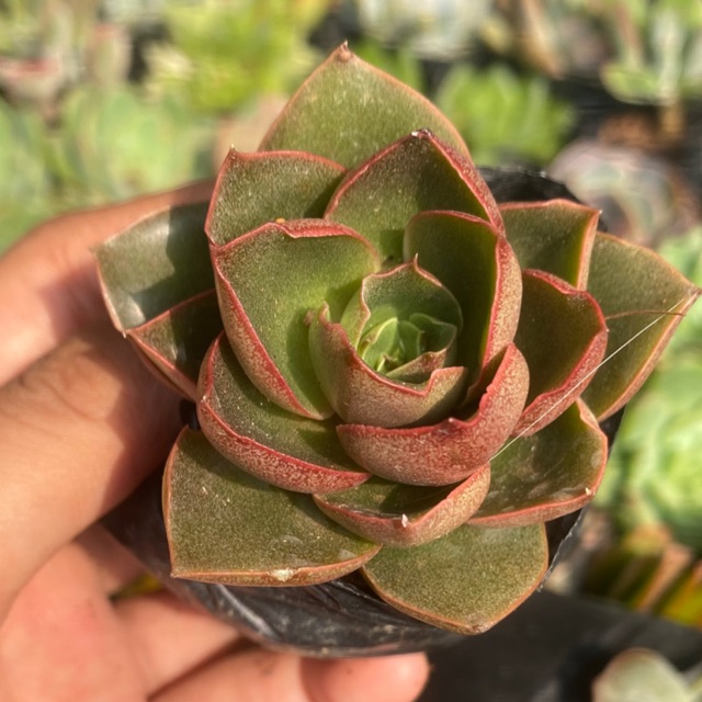 Sen đá hồng xoắn size bầu 3-5cm