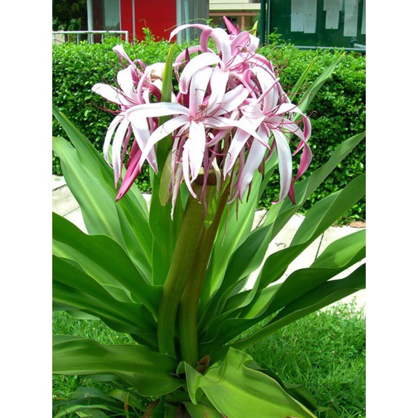 Củ giống cây hoa náng đỏ nặn bong gân