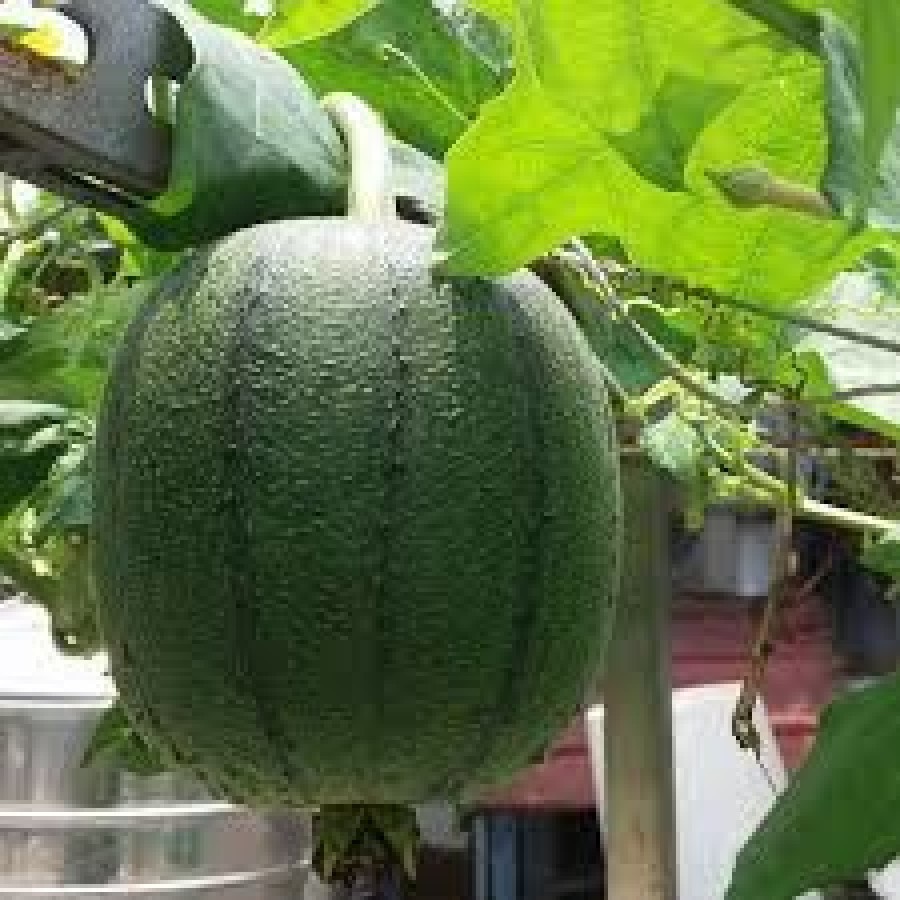 Hạt_Giống_Mướp_Táo 10 hạt ( tặng kèm kích mầm và phân bón )