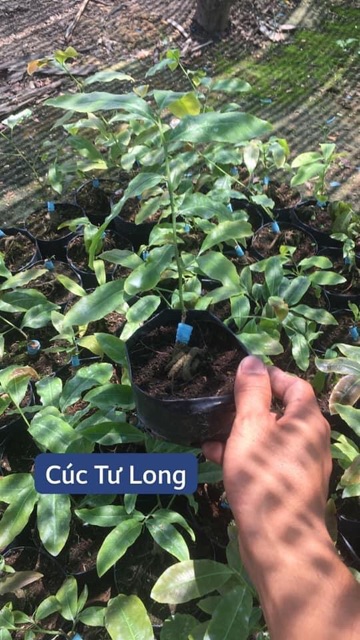 Mai cúc tư long (Bình Định) mini để bàn