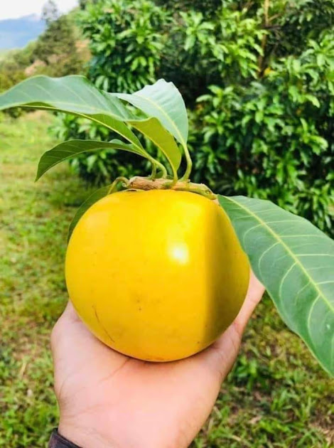 Cây giống vú sữa Hoàng Kim