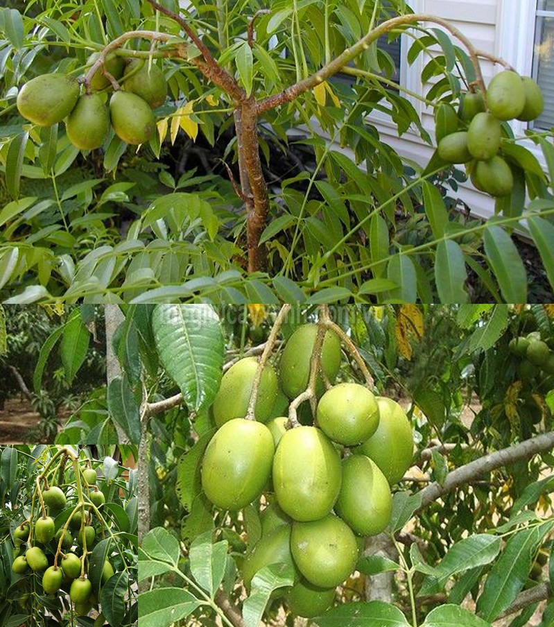 cây cóc bao tử thái lan